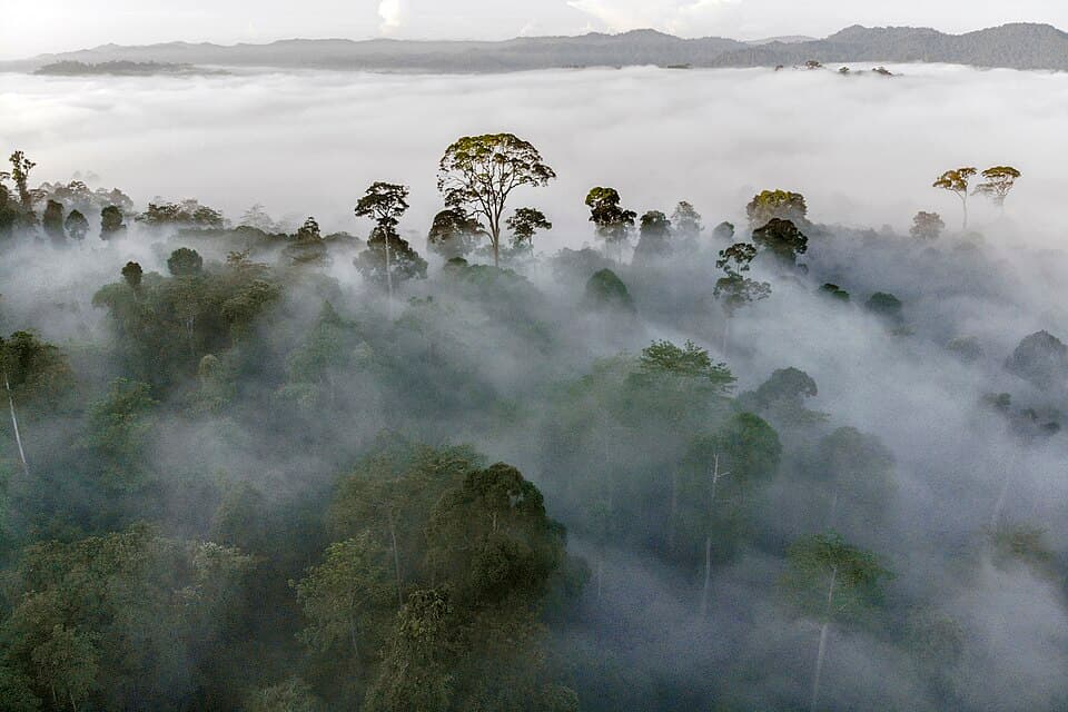 Danum Valley Conservation Area
