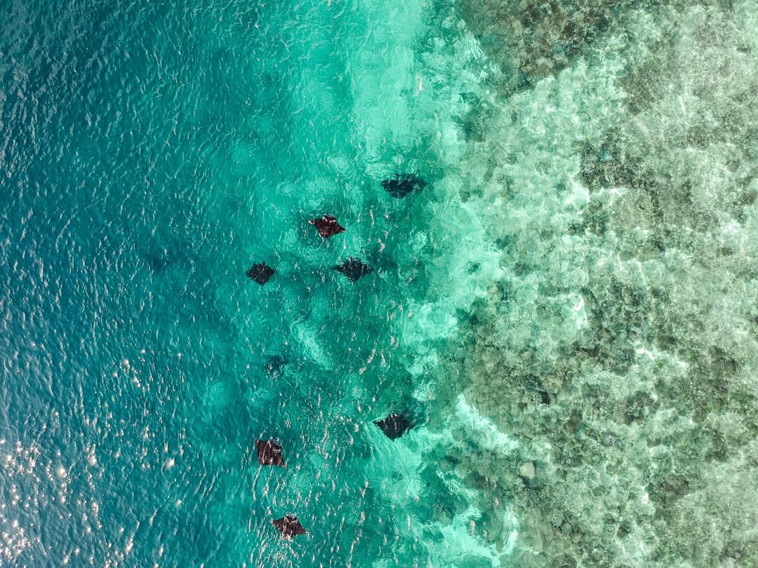 Manta Point