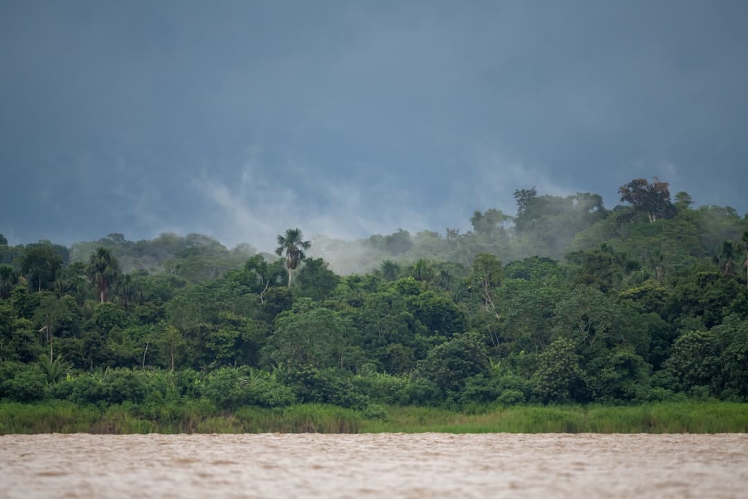 Amazon Rainforest (Iquitos)