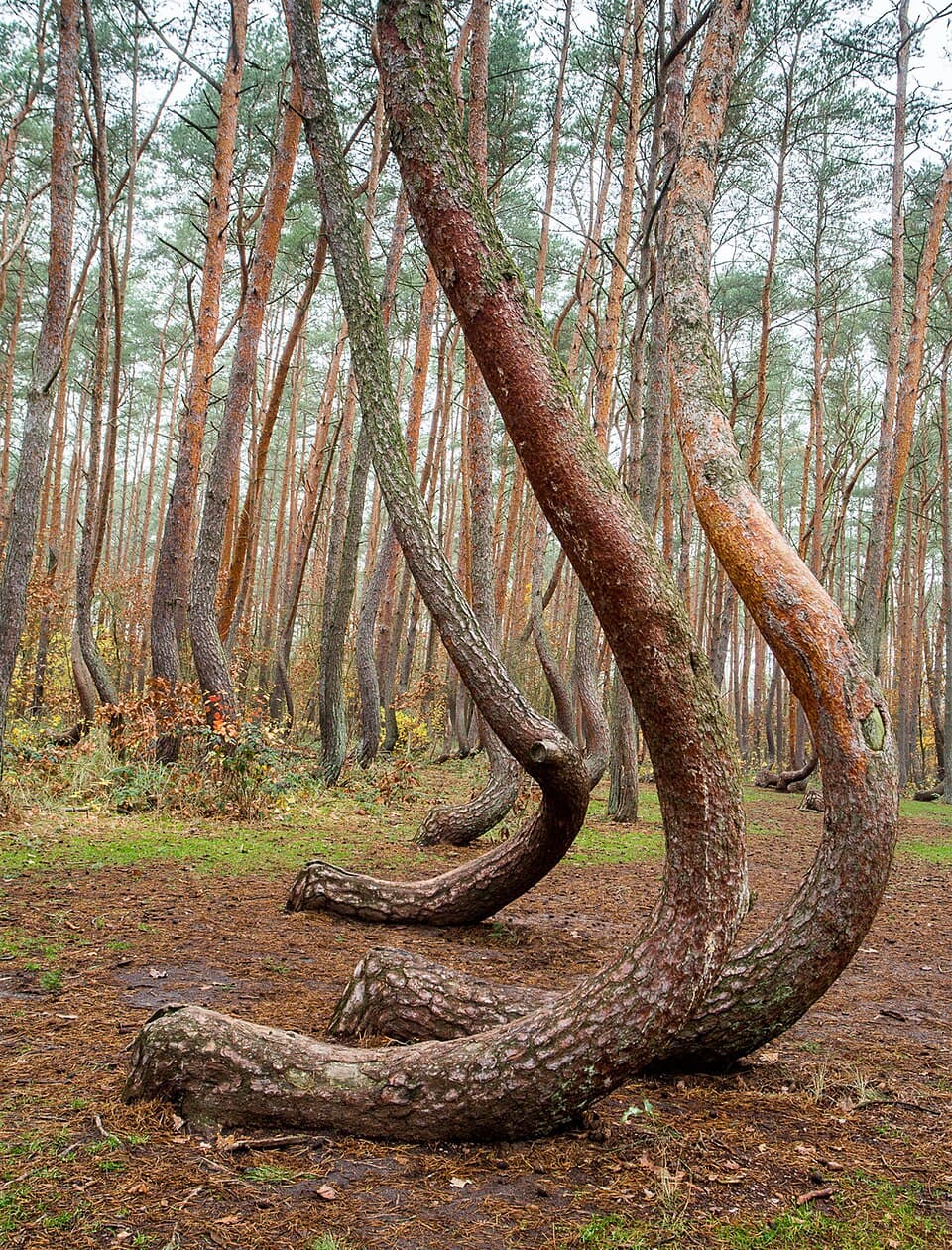 Crooked Forest (Gryfino)