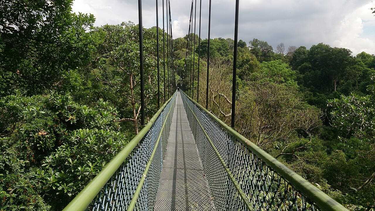 MacRitchie Reservoir & TreeTop Walk