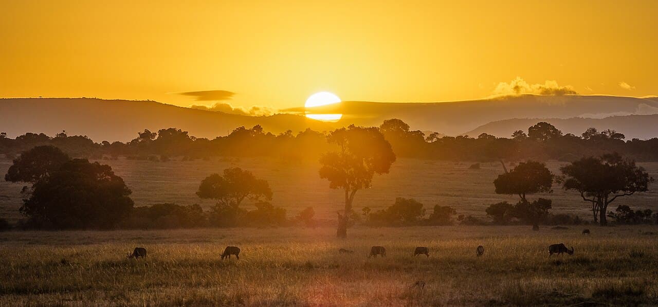 Safari Experiences in Kenya