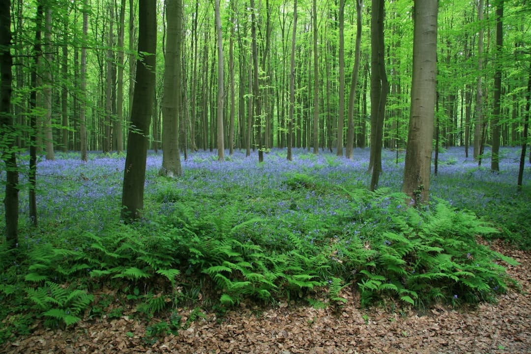 Hallerbos (Blue Forest)