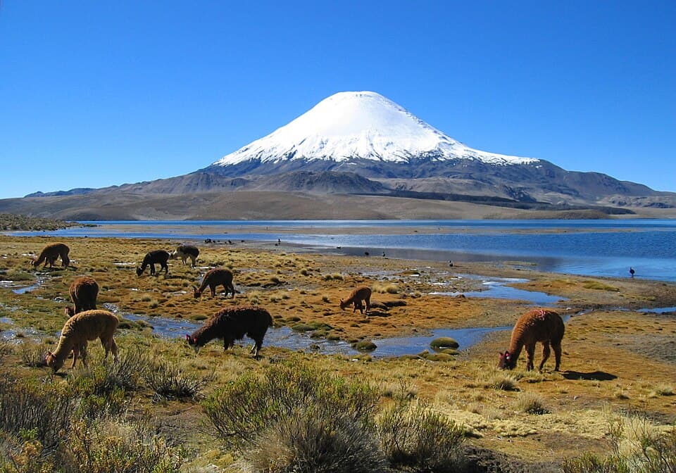 Lauca National Park & Lake Chungará