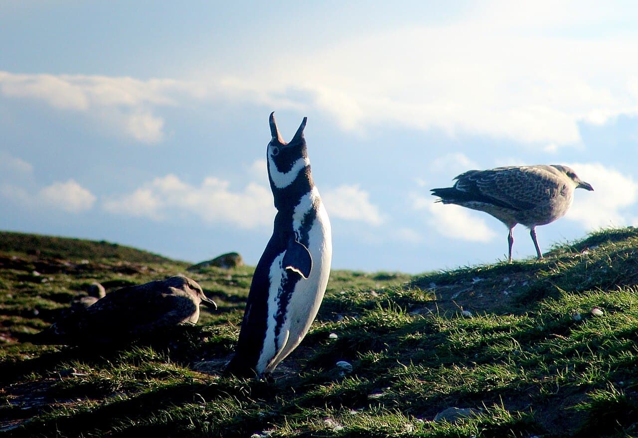 Magdalena Island (Penguins)