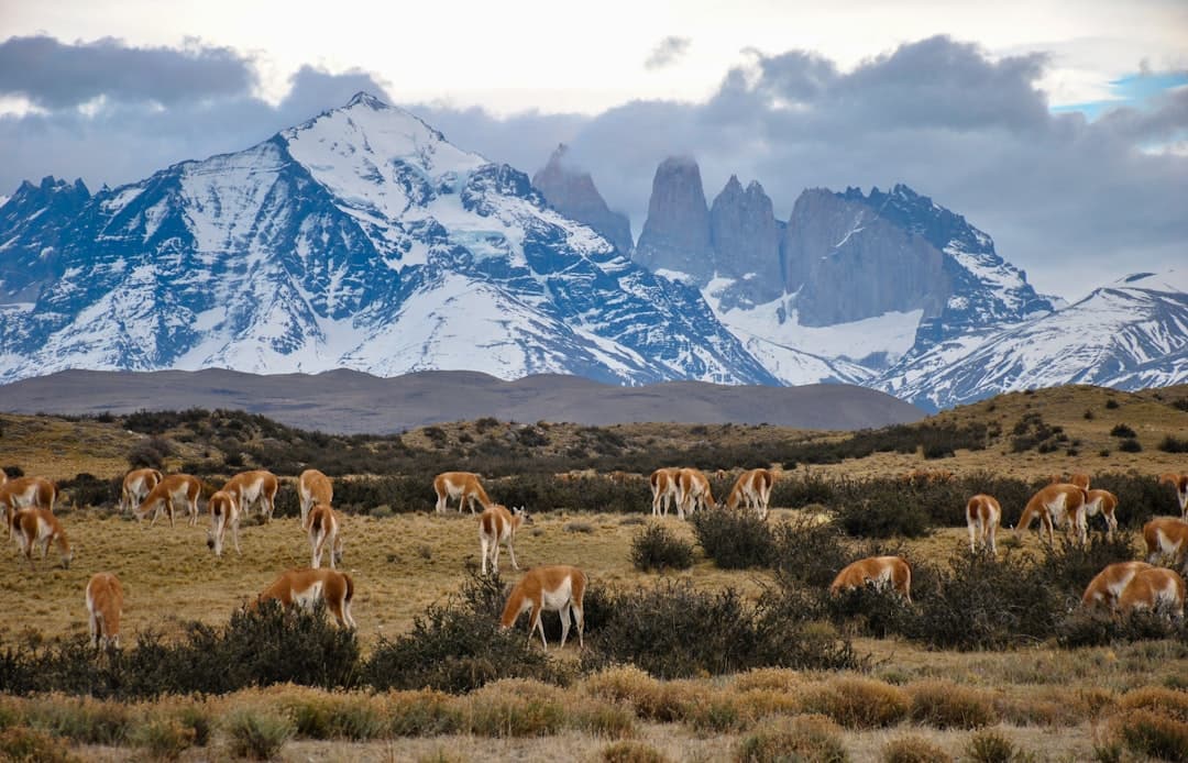 Torres del Paine National Park