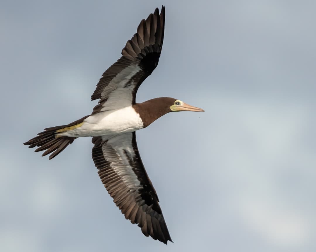 Corcovado National Park