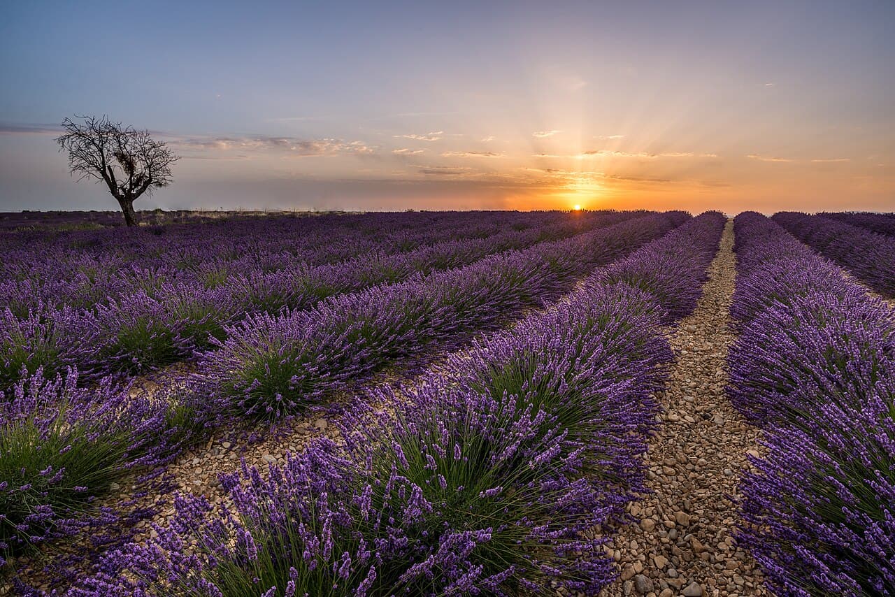 Valensole Lavender Fields