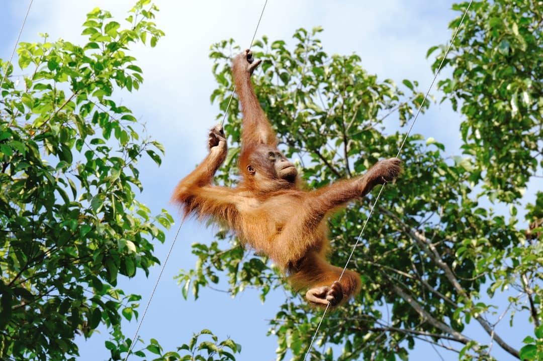 Tanjung Puting (Orangutans)