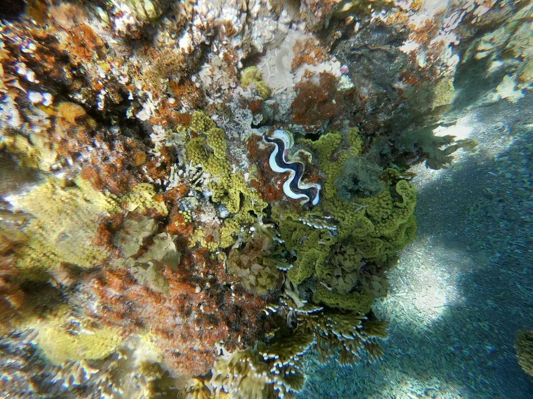 Aqaba Red Sea