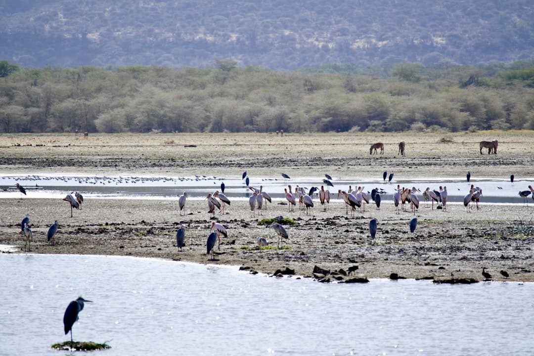 Azraq Wetland Reserve