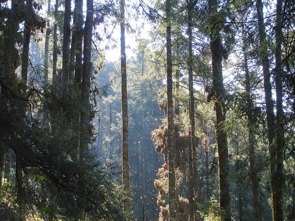 Monarch Butterfly Biosphere Reserve