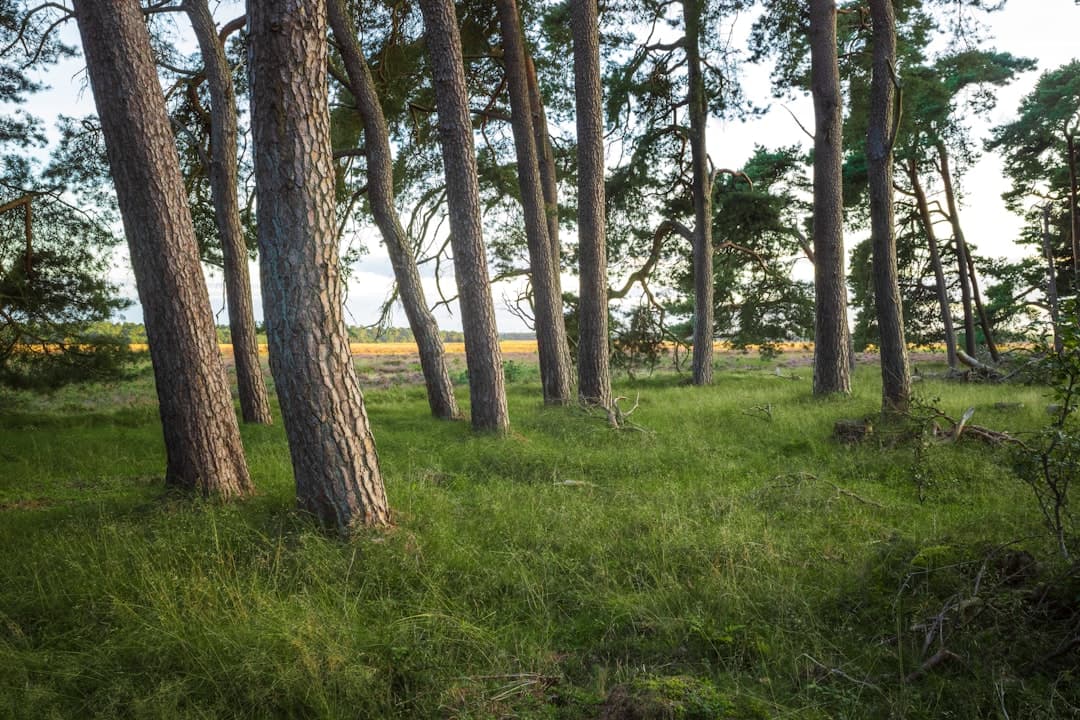 Hoge Veluwe National Park