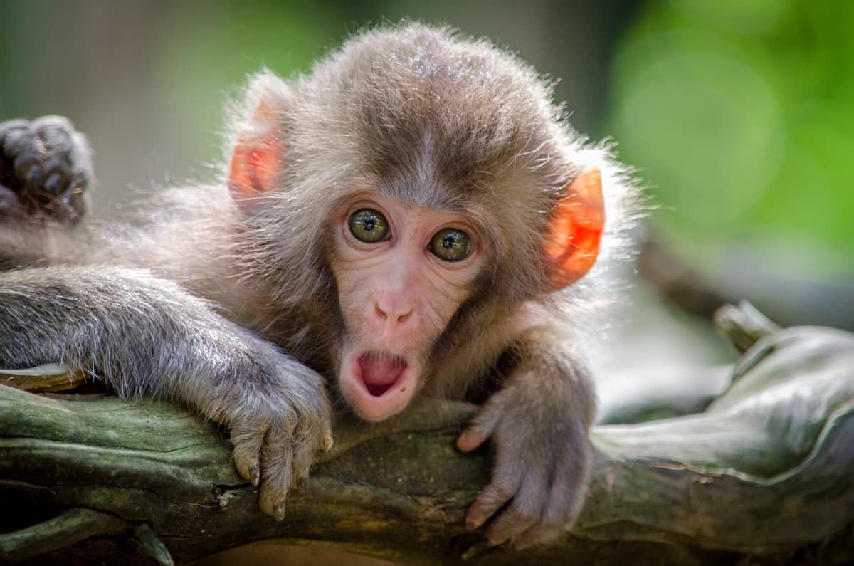 Monkey Island (Gatun Lake)