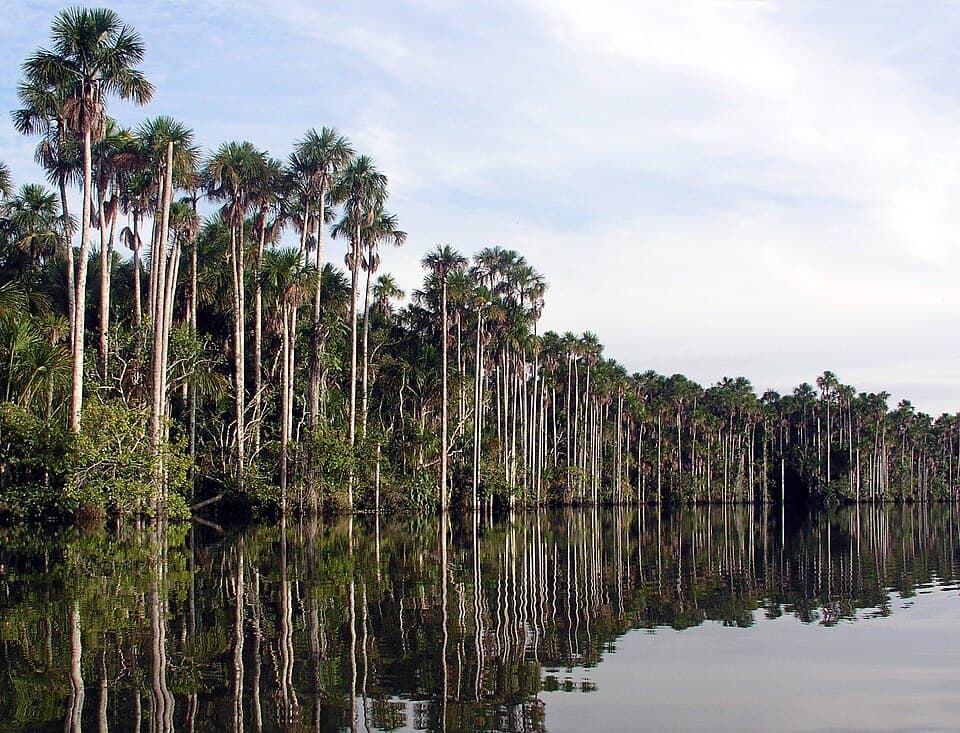 Amazon Rainforest (Puerto Maldonado & Tambopata)