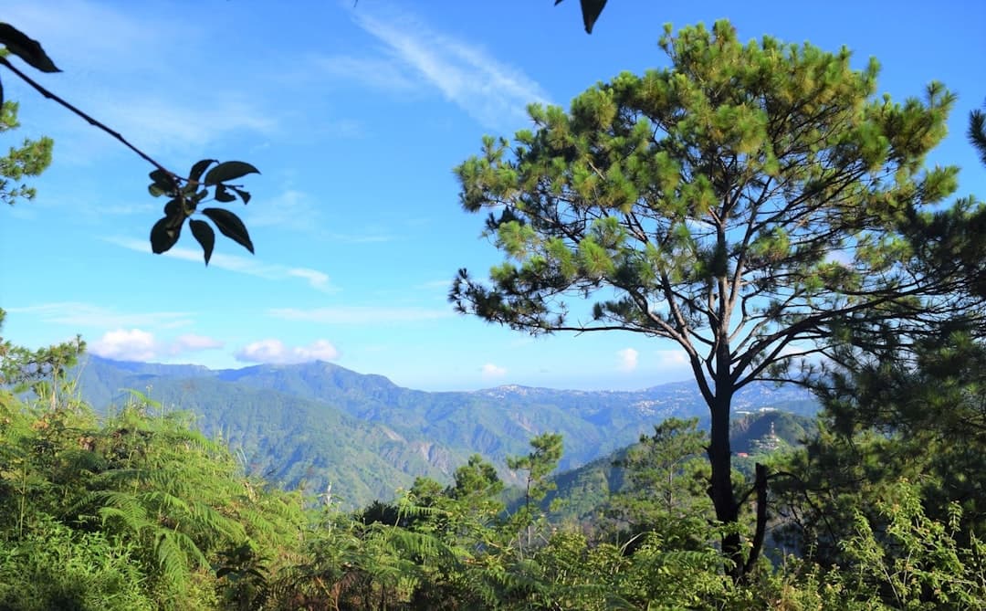 Mount Pulag