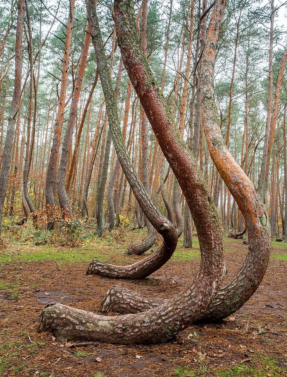 Crooked Forest (Gryfino)