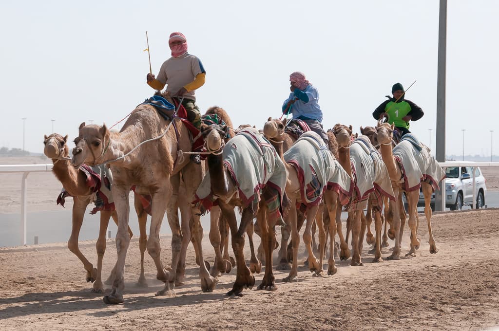 Camel Race Track (Al Shahaniya)