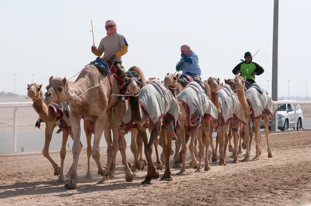 Camel Race Track (Al Shahaniya)