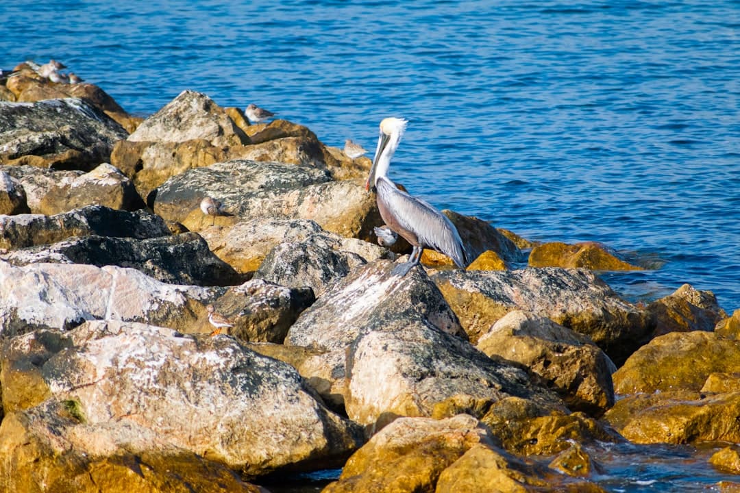 Bird Island