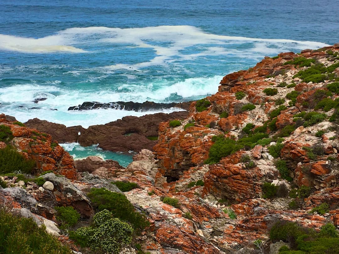 Hermanus (Whale Watching)