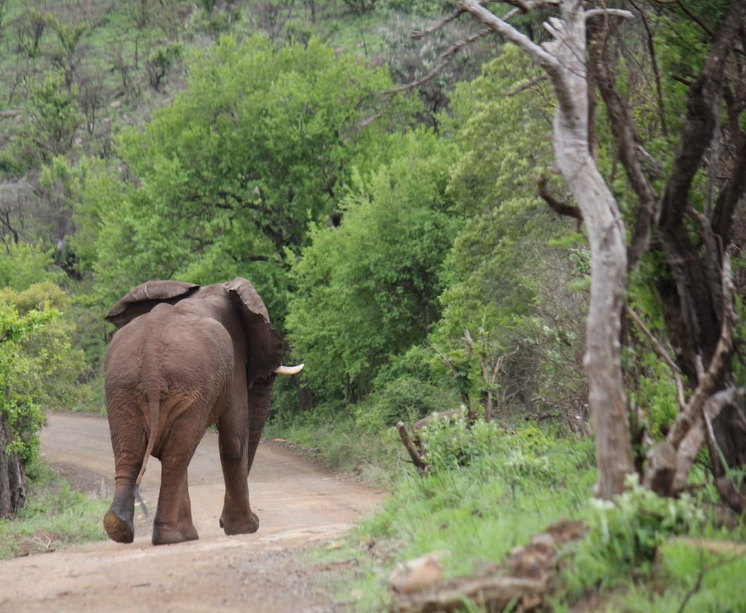 Hluhluwe-iMfolozi Park