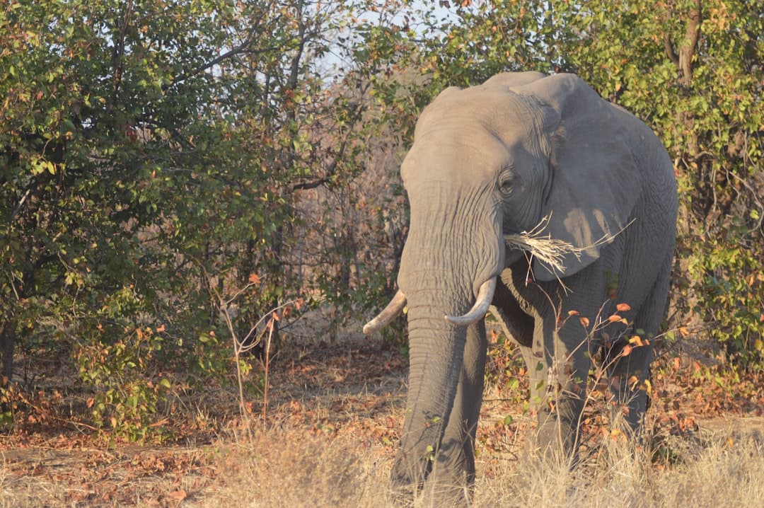 Kruger National Park