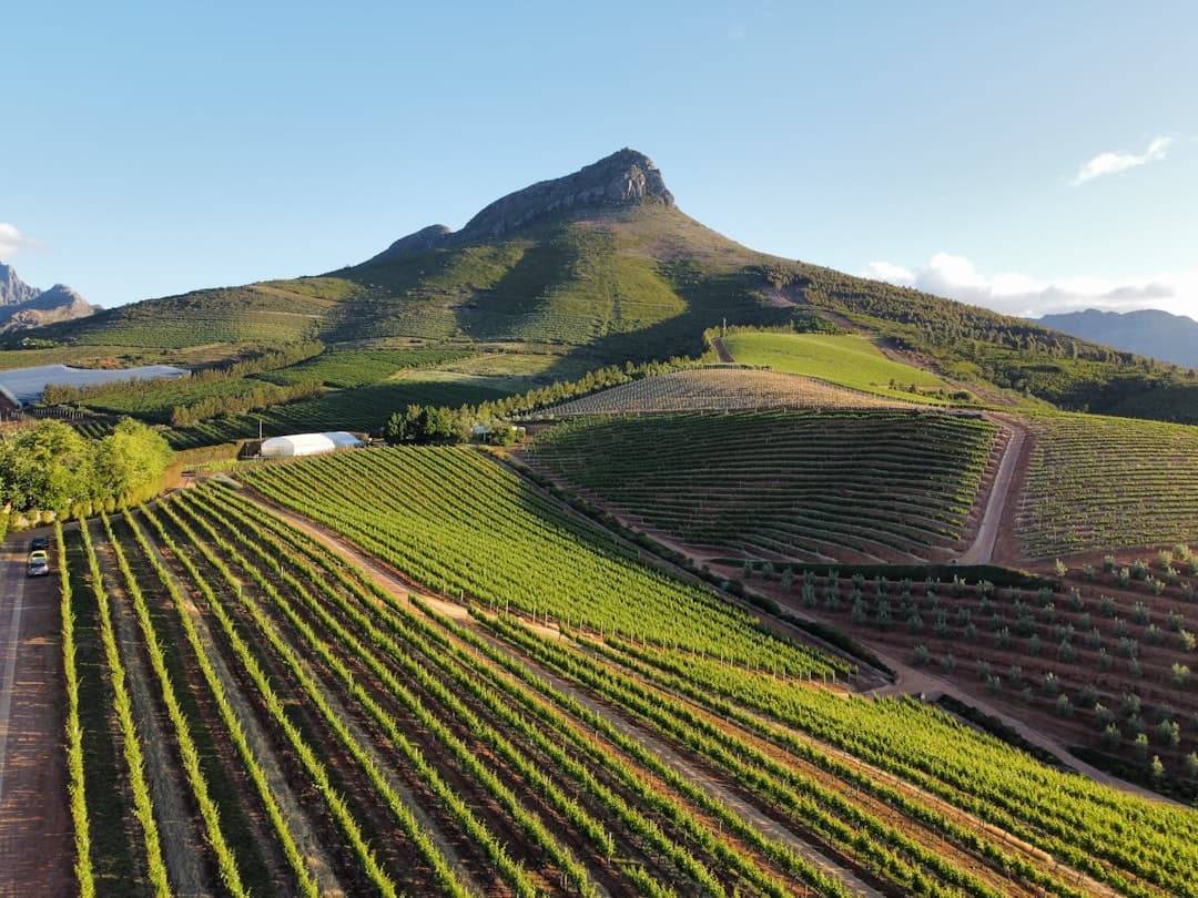 Stellenbosch & Franschhoek Wine Routes