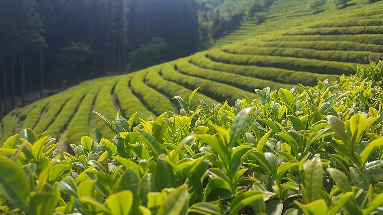 Boseong Green Tea Field
