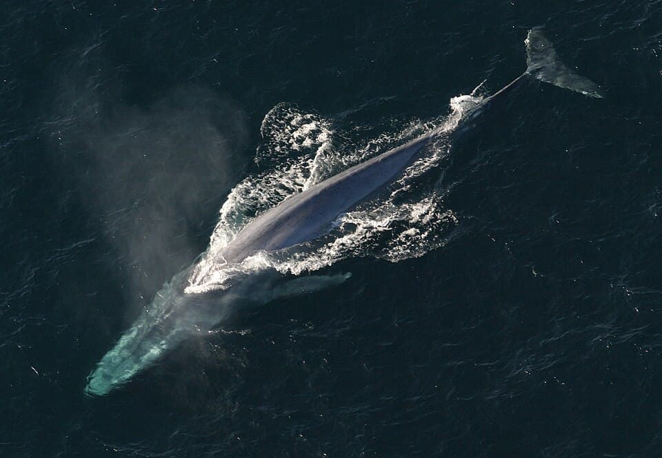 Mirissa Whale Watching